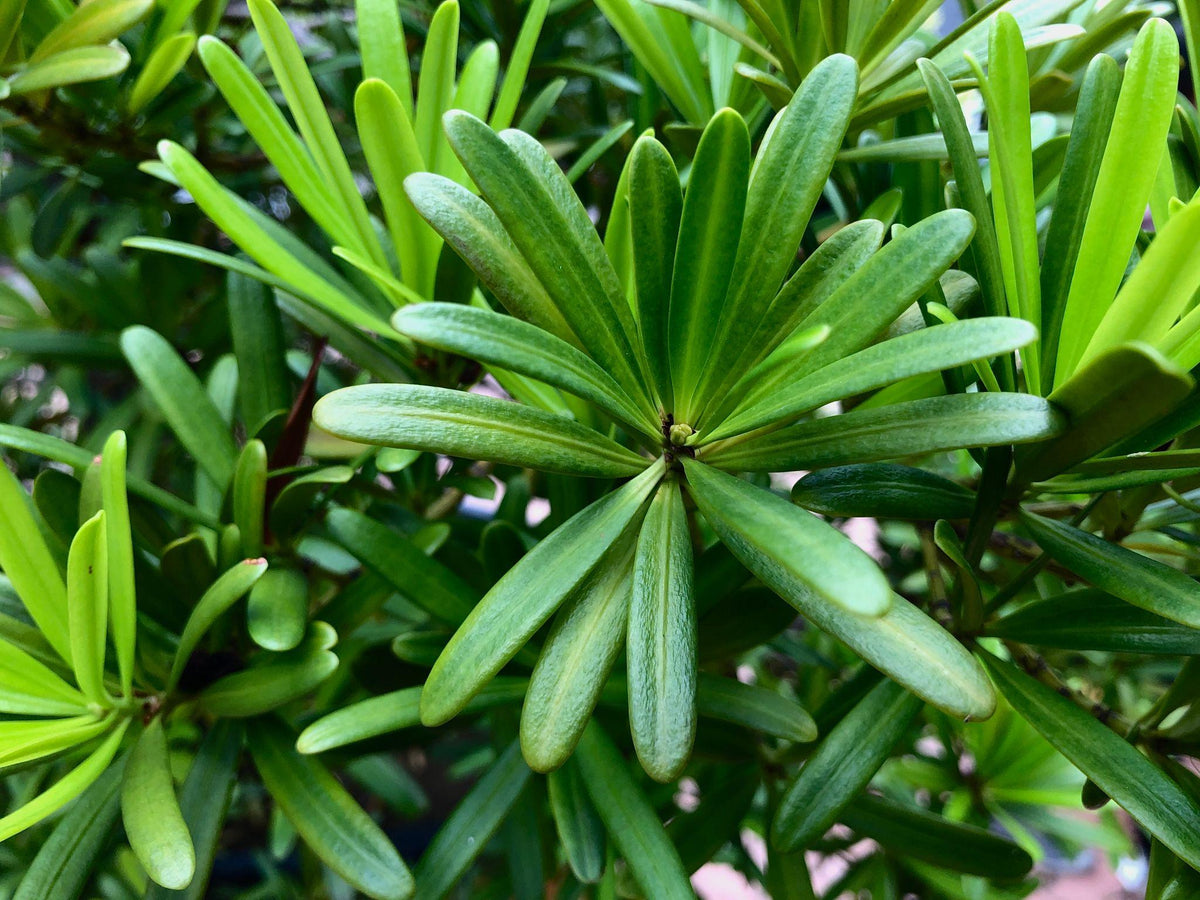 Podocarpus Macrophyllus (Buddhist Pine) Standards