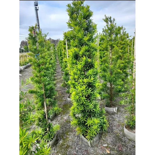 Podocarpus Macrophyllus (Buddhist Pine) Standards