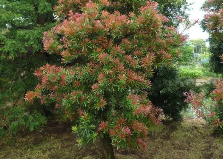 Podocarpus Macrophyllus ‘Mood Ring’ (Buddhist Pine)
