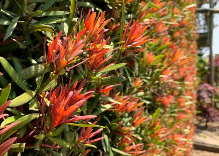 Podocarpus Macrophyllus ‘Mood Ring’ (Buddhist Pine)