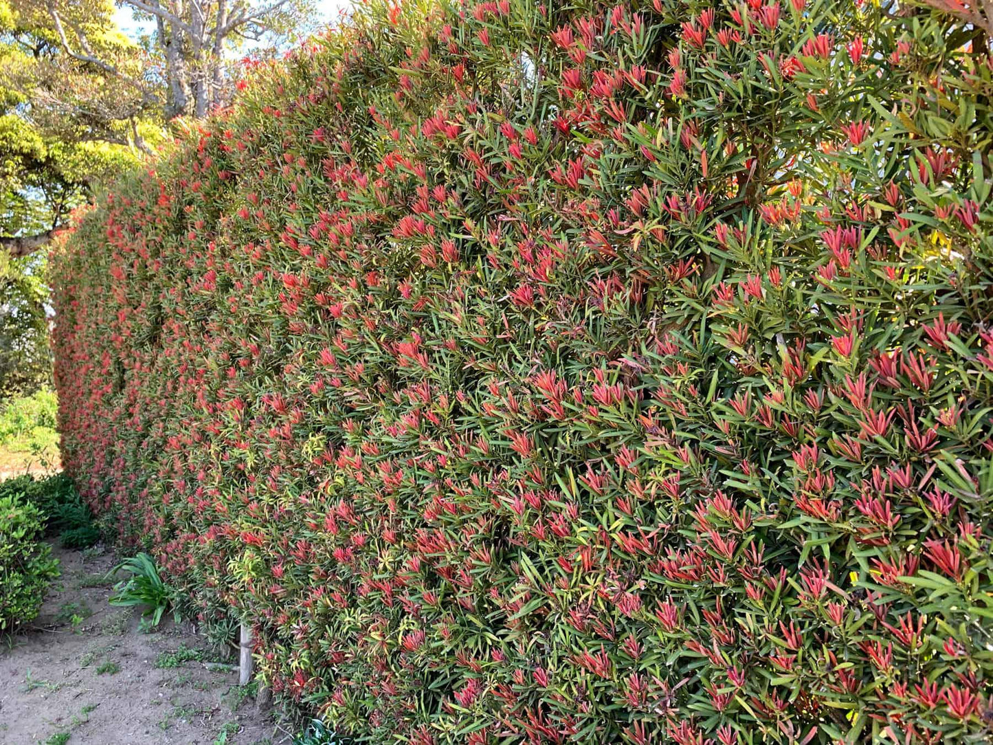 Podocarpus Macrophyllus ‘Mood Ring’ (Buddhist Pine)