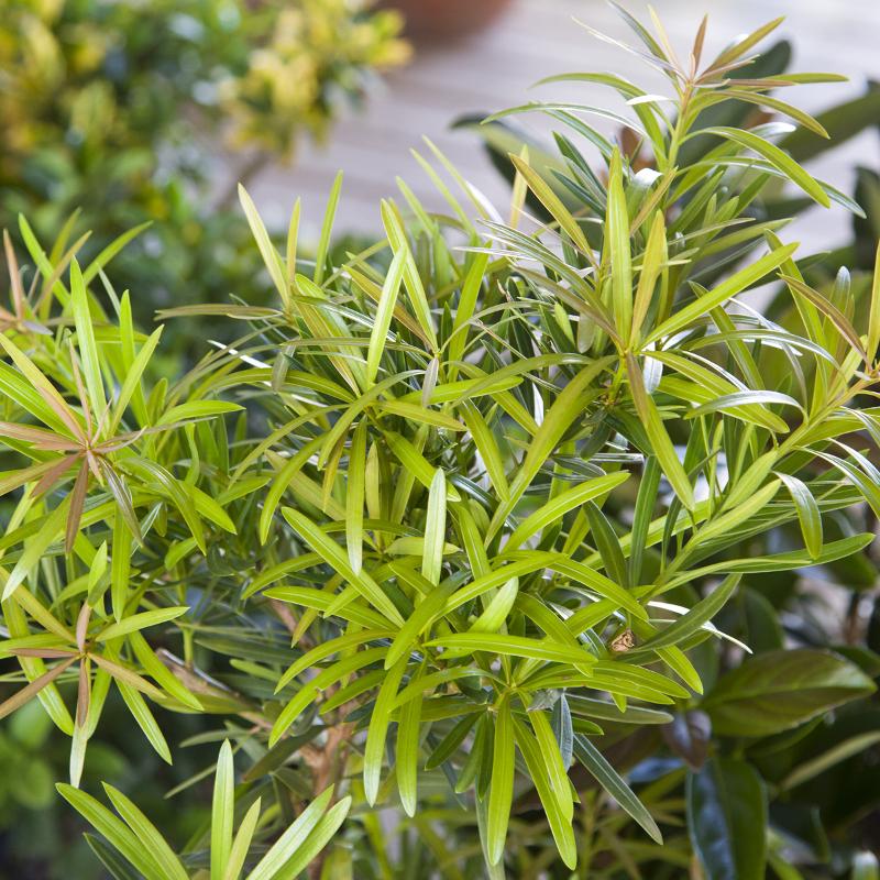 Podocarpus Macrophyllus ‘Mood Ring’ (Buddhist Pine)