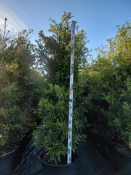 Podocarpus Elatus (Plum Pine)
