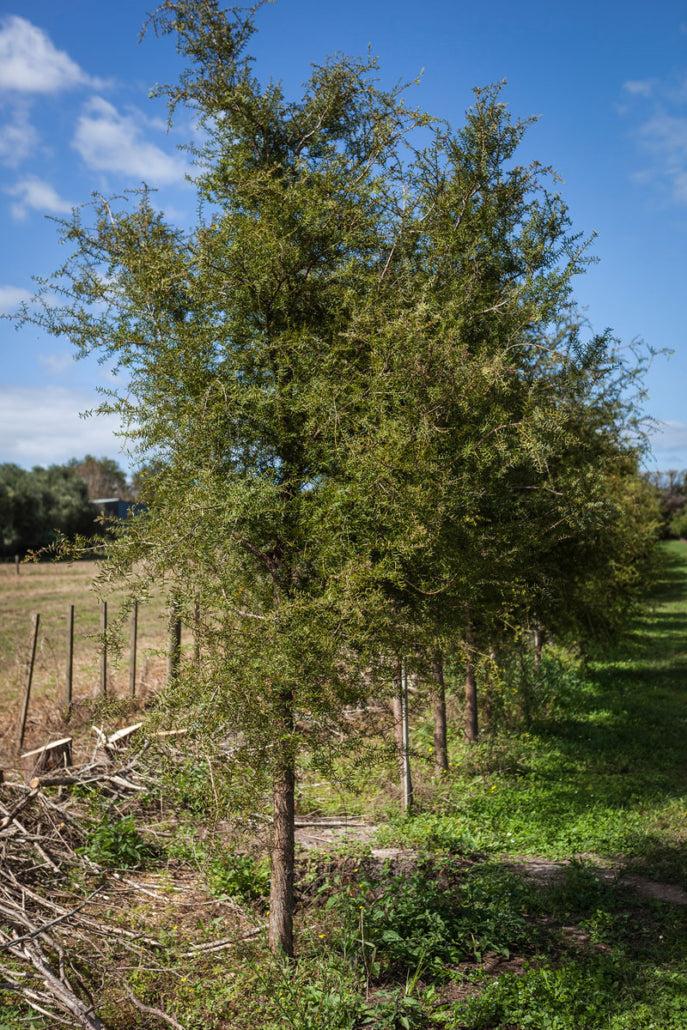 Podocarpus totara (Totara)