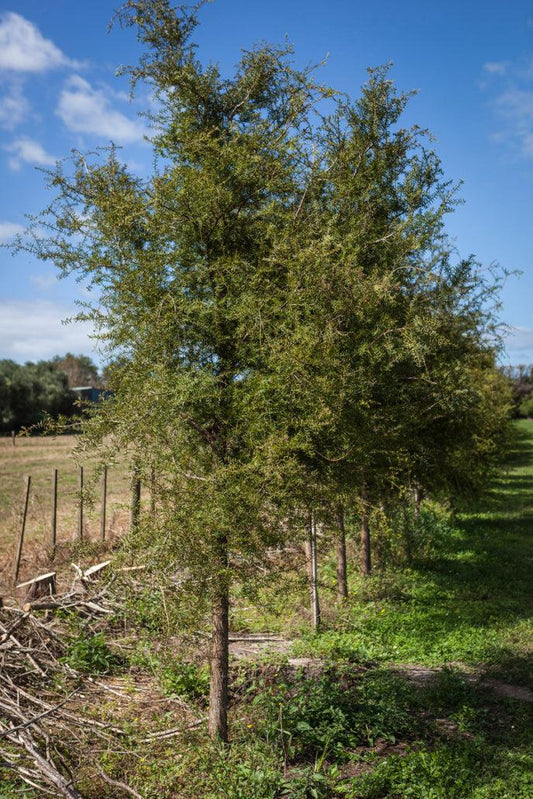 Podocarpus totara (Totara)