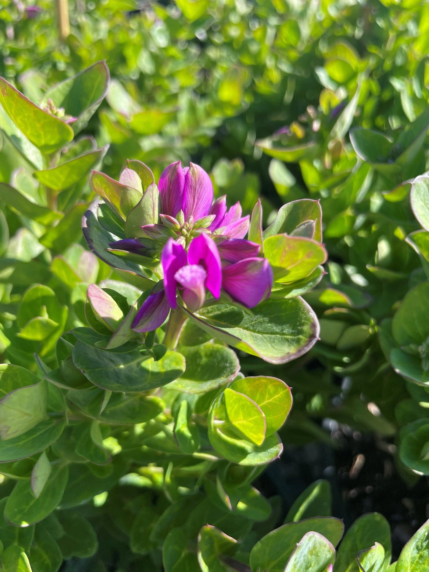 Polygala Myrtifolia × OIppositifolia ‘Little Bibi’ (Dwarf Sweet Pea Shrub)