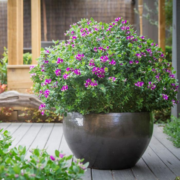 Polygala Myrtifolia × OIppositifolia ‘Little Bibi’ (Dwarf Sweet Pea Shrub)