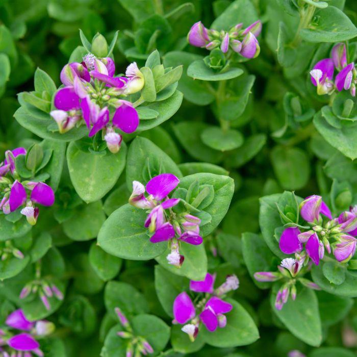 Polygala Myrtifolia × OIppositifolia ‘Little Bibi’ (Dwarf Sweet Pea Shrub)