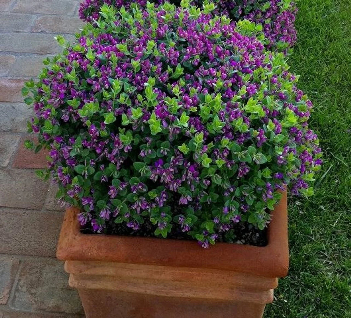 Polygala oppositifolia ‘Little Polly’ (Dwarf Sweet Pea Shrub)