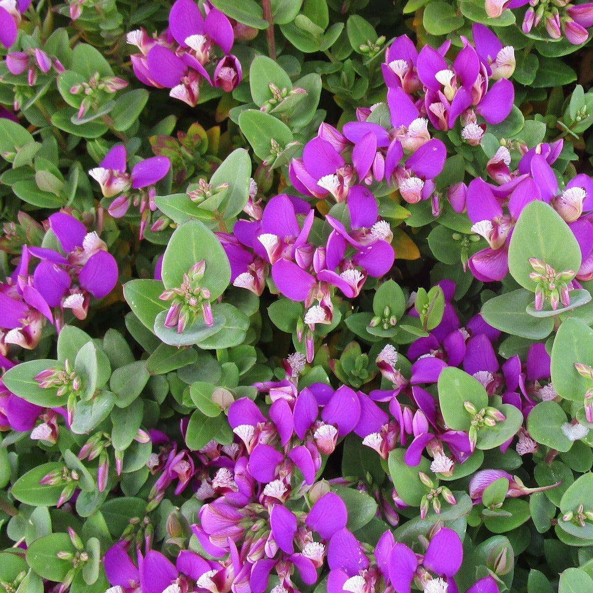 Polygala oppositifolia ‘Little Polly’ (Dwarf Sweet Pea Shrub)