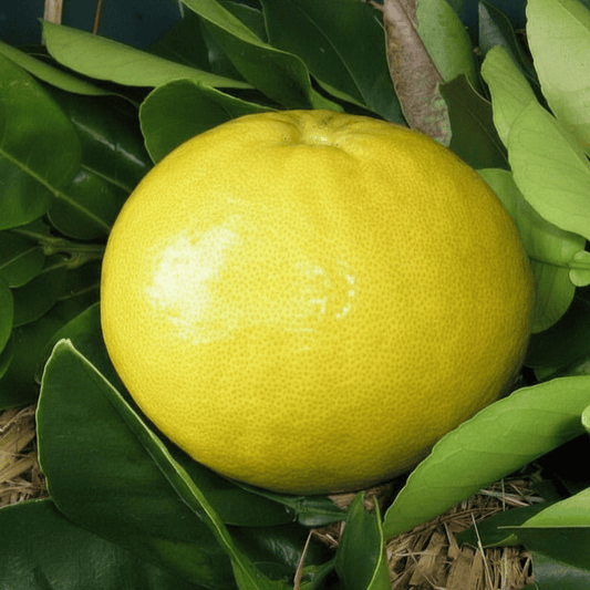 Citrus maxima (Watson’s Choice Pummelo)