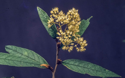 Pomaderris ferruginea (Rusty Pomaderris)