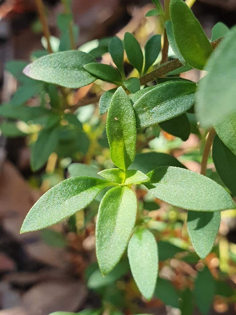 Pomax Umbellata (Pomax)