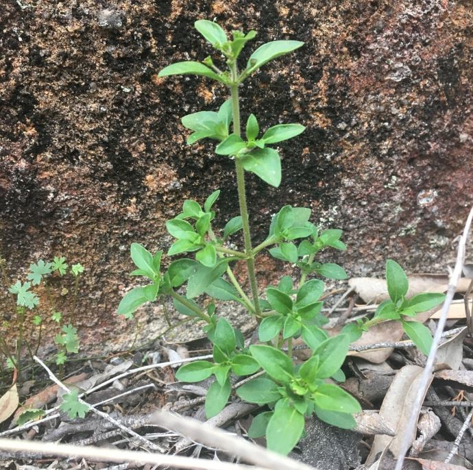 Pomax Umbellata (Pomax)