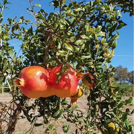 Punica granatum (Pomegranate – Jodhpur)