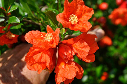 Punica granatum (Pomegranate – Kazake)