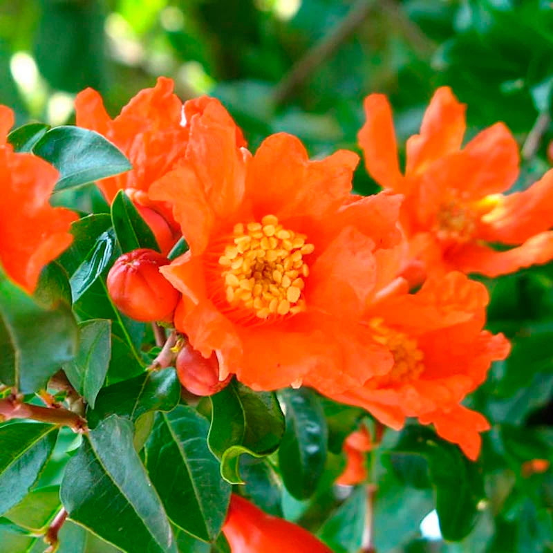 Punica granatum (Pomegranate – Jodhpur)