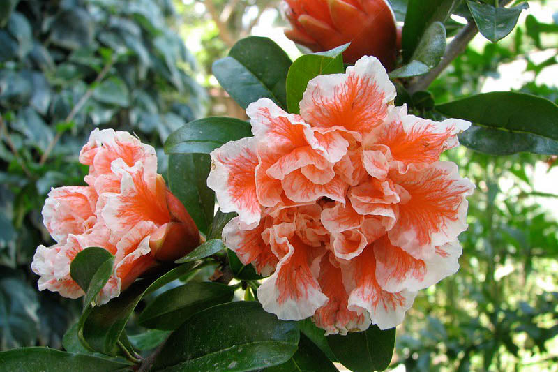 Punica granatum (Pomegranate)