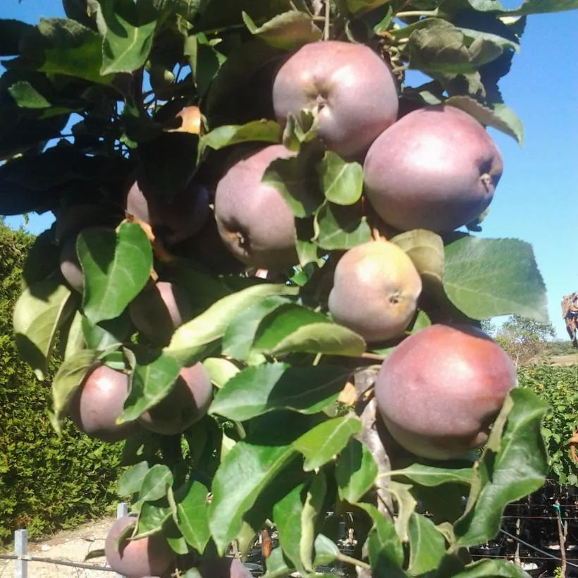 SUPER DWARF | Malus Domestica 'Polka' (Apple Polka – Columnar)