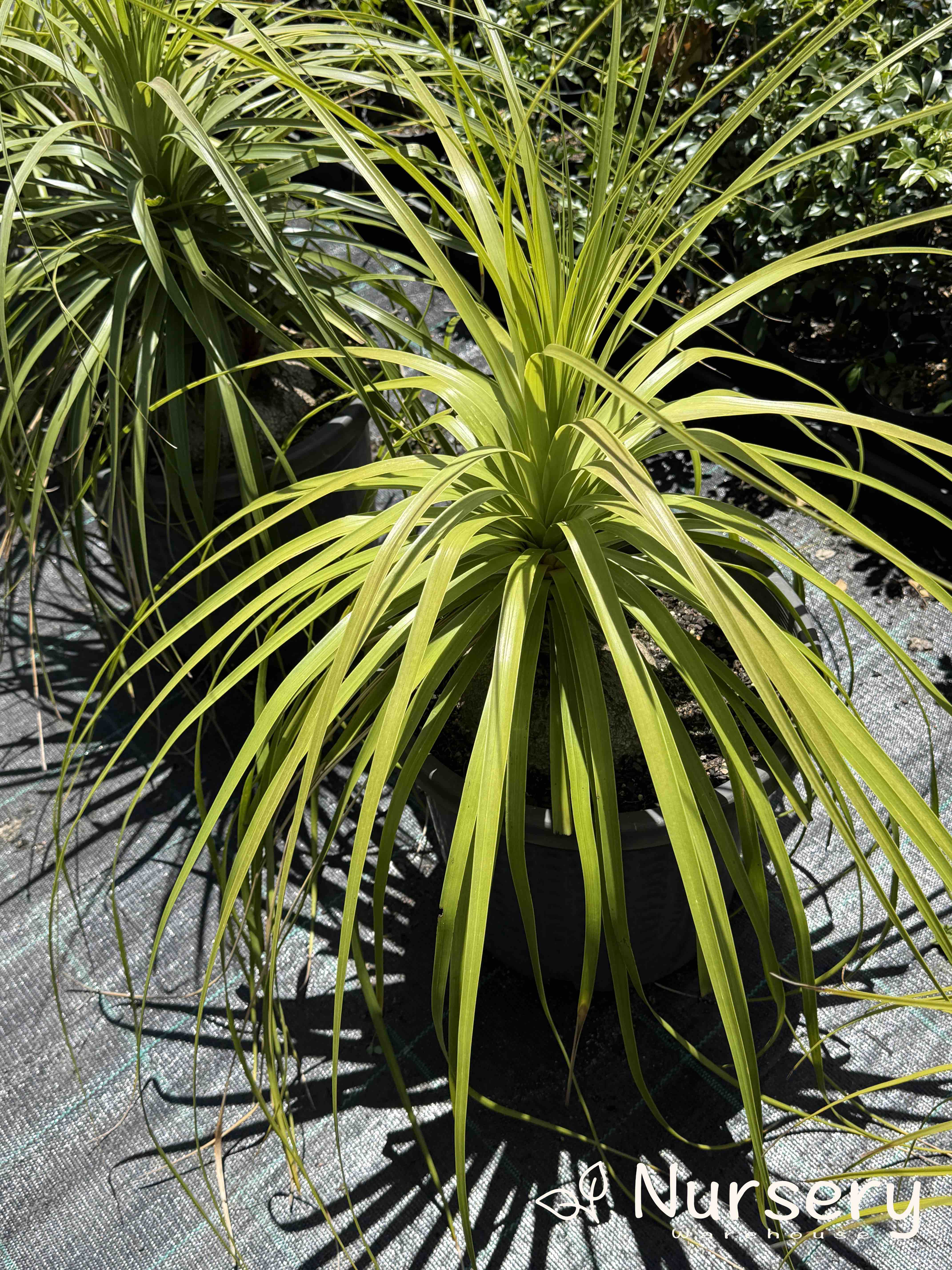 Beaucarnea Recurvata (Pony Tail Palm - end of batch, marked leaves, not uniform)