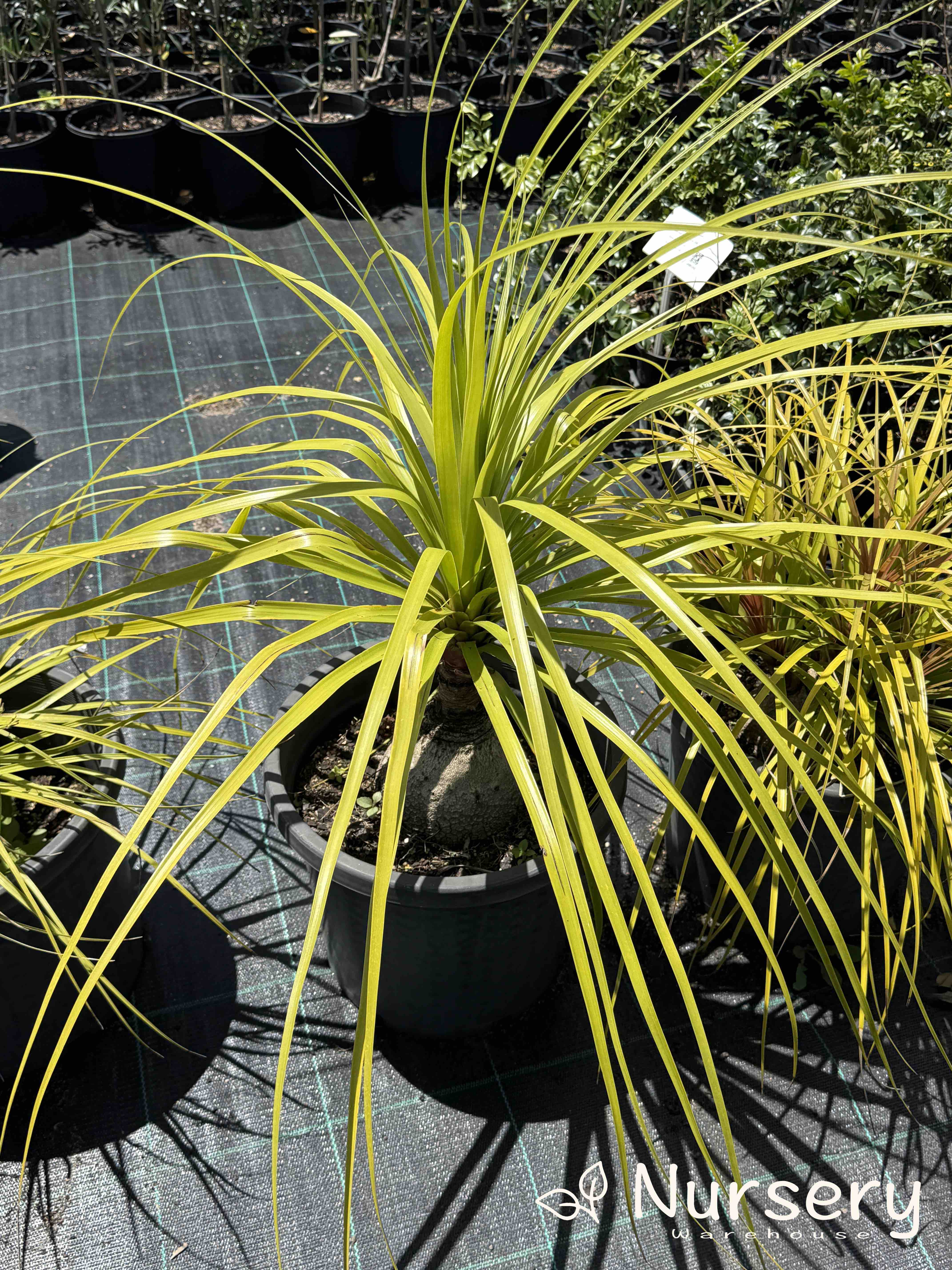 Beaucarnea Recurvata (Pony Tail Palm - end of batch, marked leaves, not uniform)