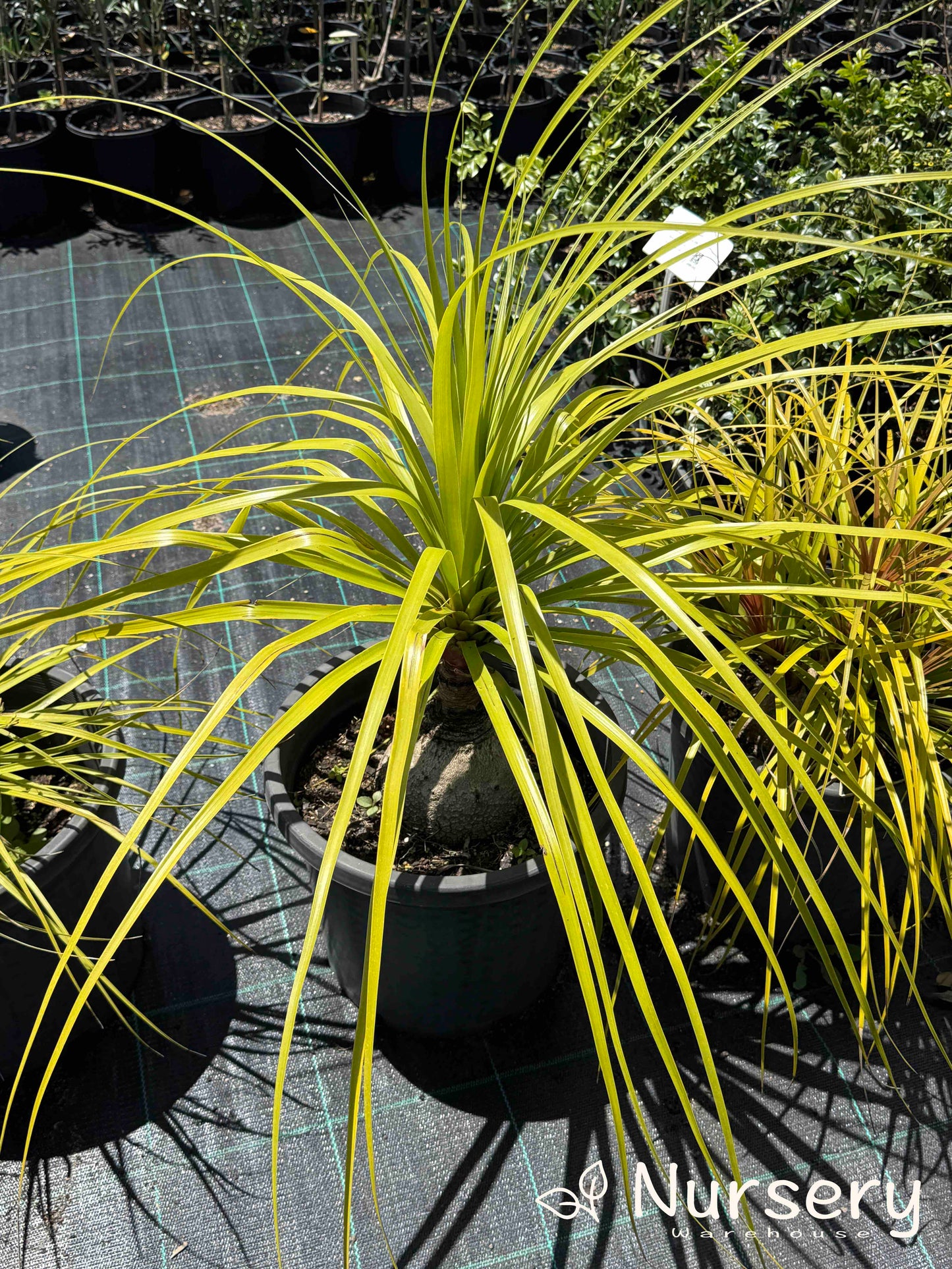 Beaucarnea Recurvata (Pony Tail Palm - end of batch, marked leaves, not uniform)