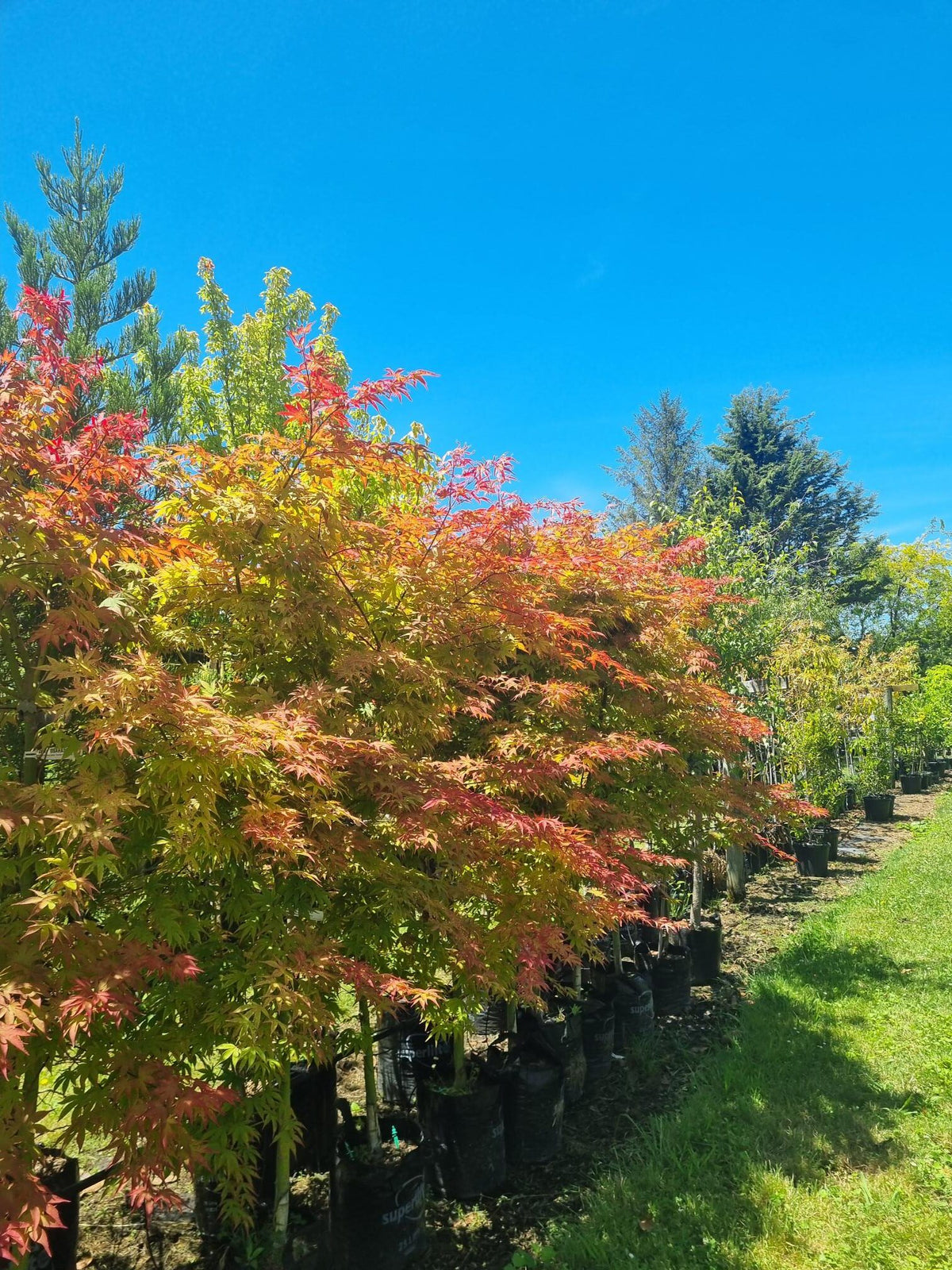 Populus Yunnanensis (Pleached Chinese Poplar)