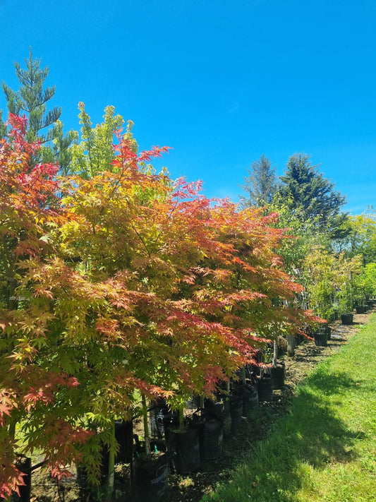 Populus Yunnanensis (Pleached Chinese Poplar)