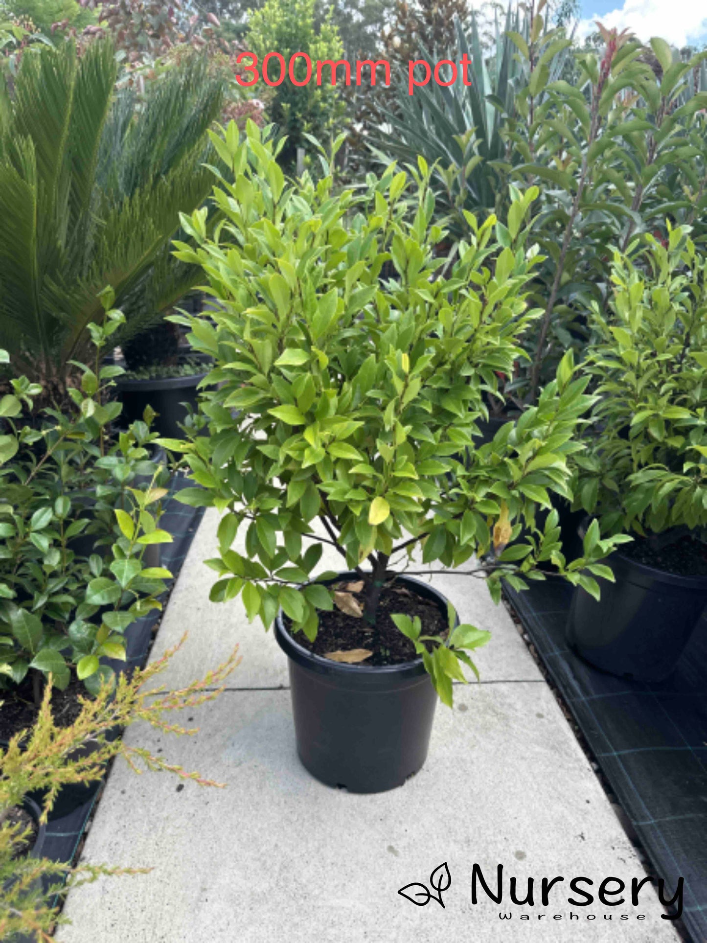 Michelia Figo (Port Wine Magnolia)