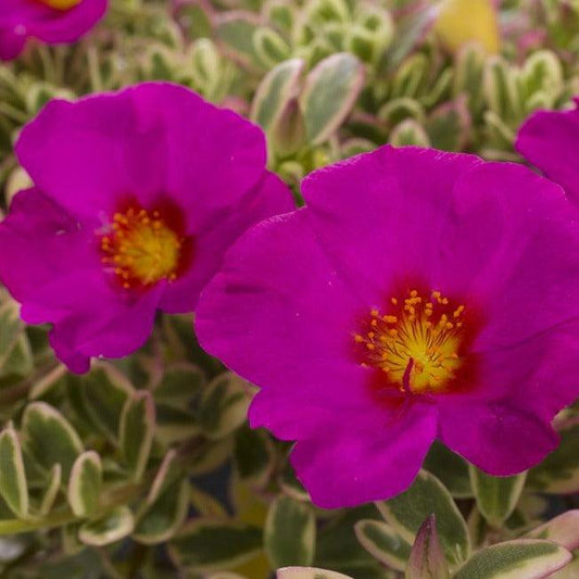 Portulaca ‘Hot Shots Flambeau Rose’ (Rose Flambeau Purslane)