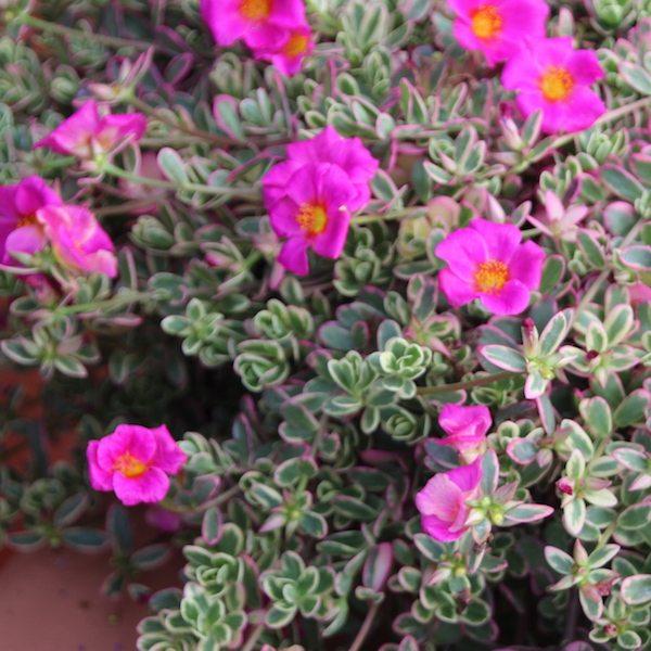 Portulaca ‘Hot Shots Flambeau Rose’ (Rose Flambeau Purslane)