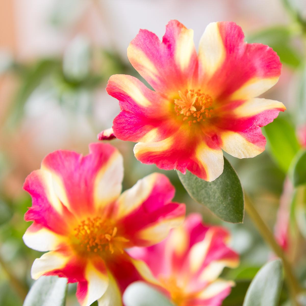 Portulaca ‘Hot Shots Grapefruit’ (Grapefruit Purslane)