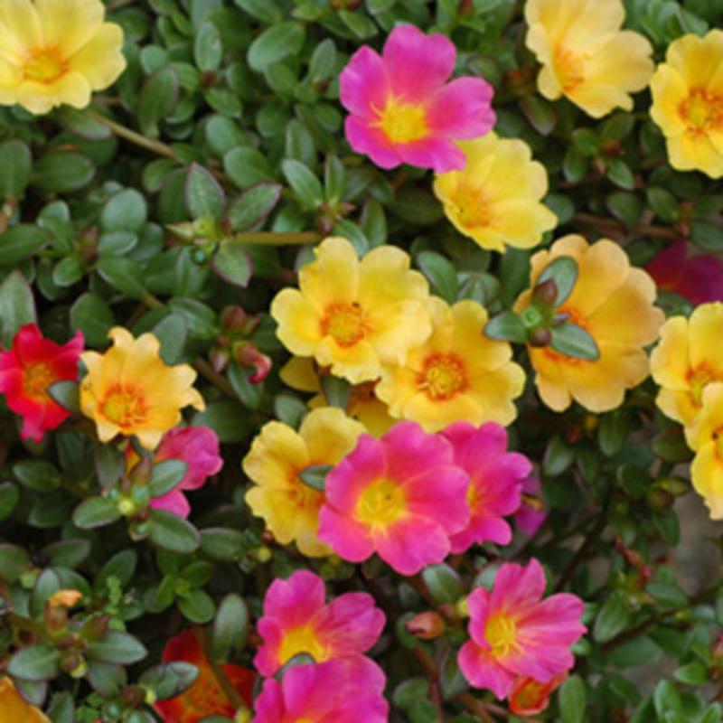 Portulaca ‘Hot Shots Grapefruit’ (Grapefruit Purslane)