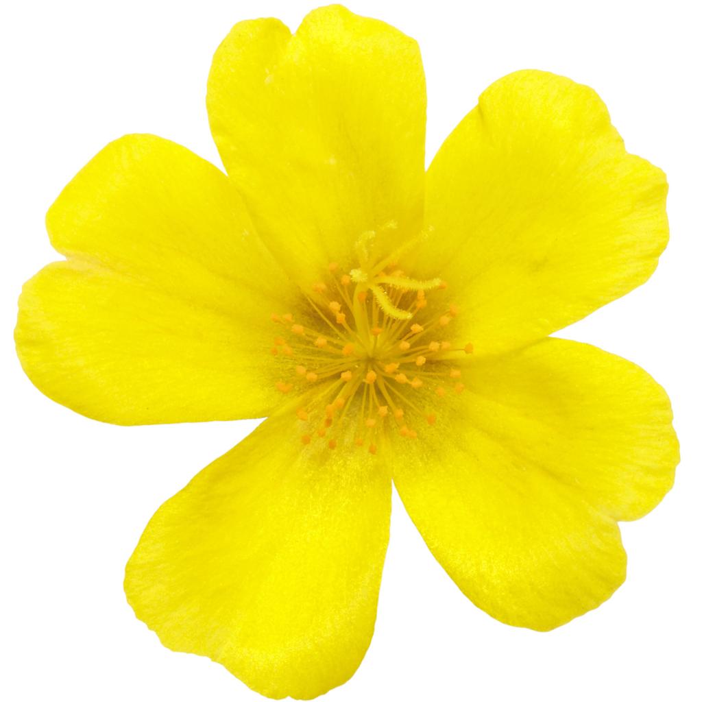 Portulaca ‘Hot Shots Yellow’ (Yellow Purslane)