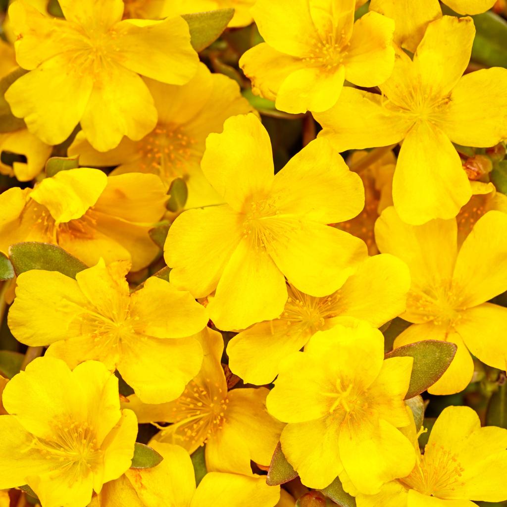 Portulaca ‘Hot Shots Yellow’ (Yellow Purslane)
