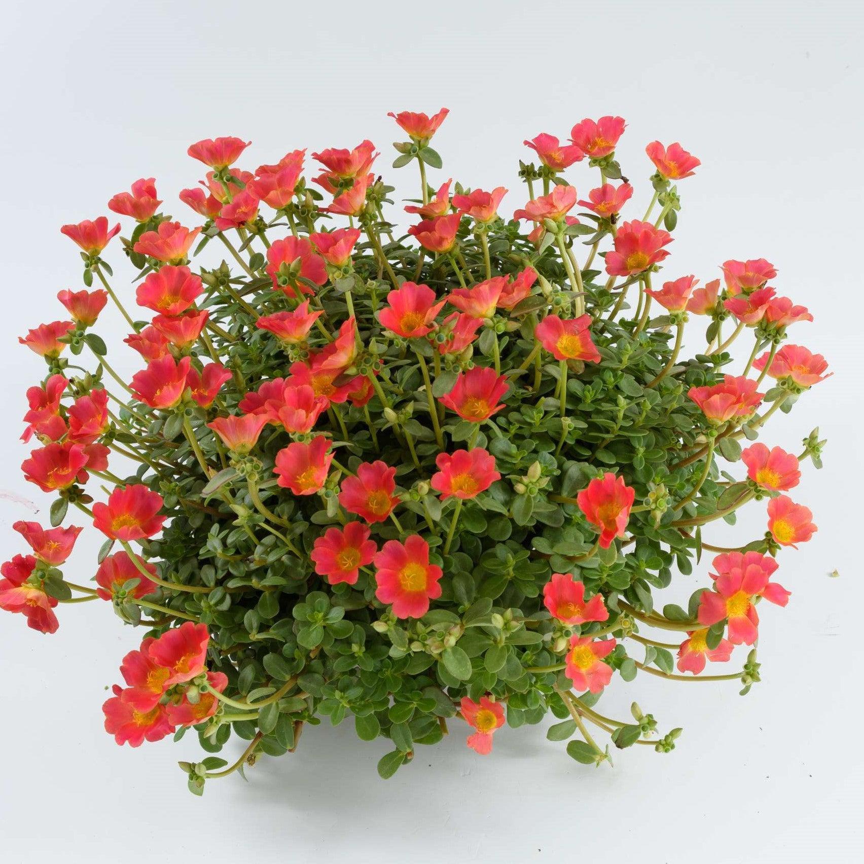 Portulaca ‘Hot Shots Grapefruit’ (Grapefruit Purslane)