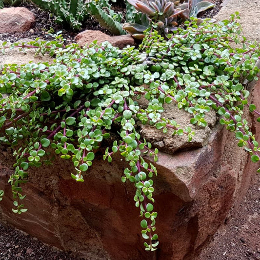 Portulacaria Afra ‘Prostrate’ (Prostrate Green Jade Elephant Bush)