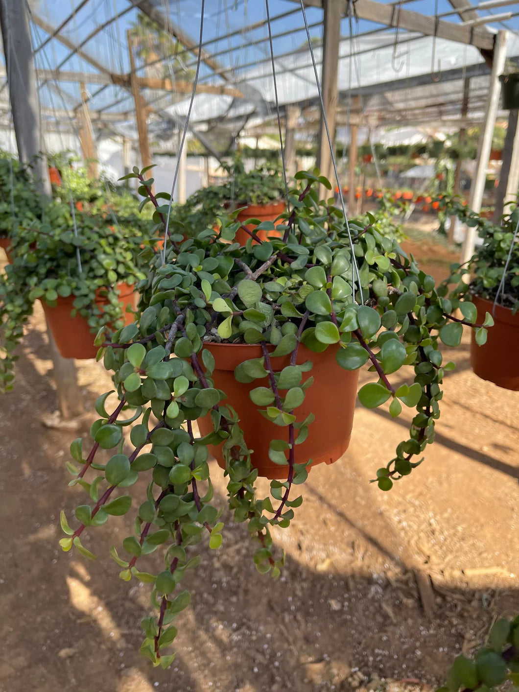 Portulacaria Afra ‘Cascade’ (Trailing Elephant Bush)