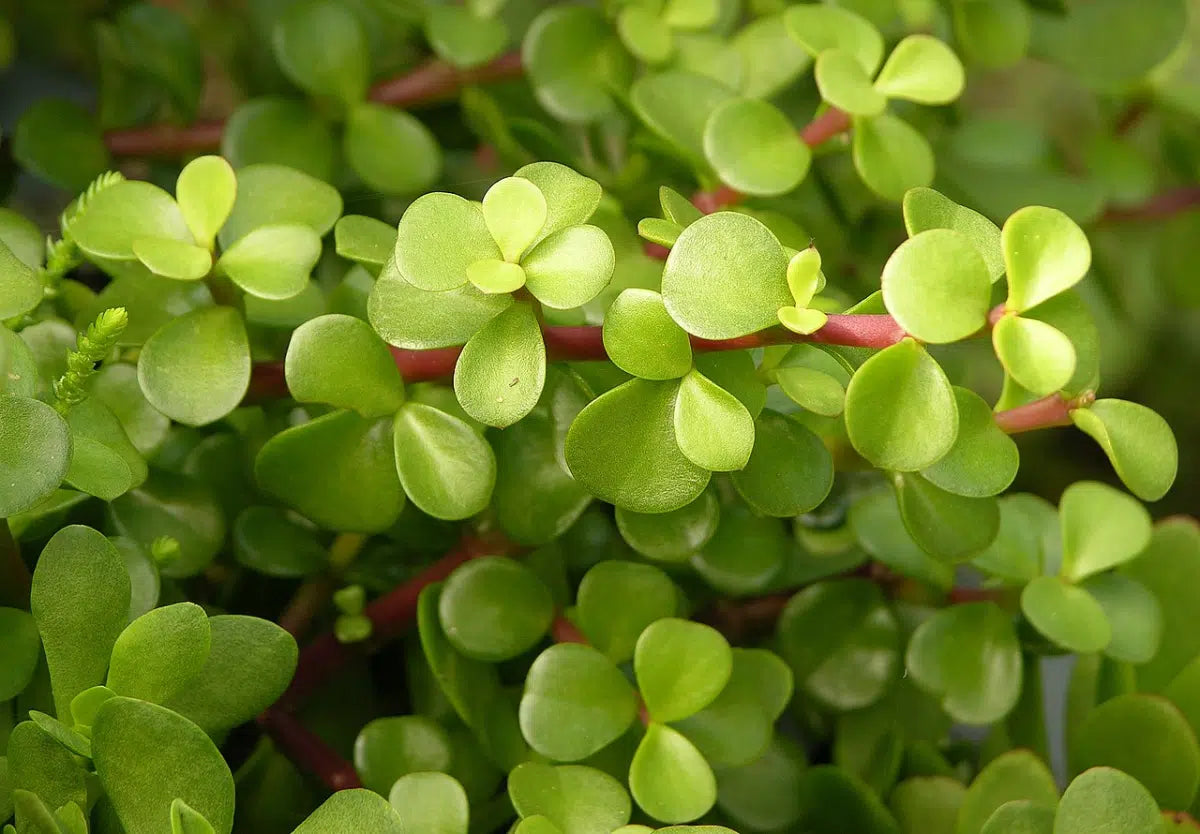 Portulacaria afra ‘Aurea’