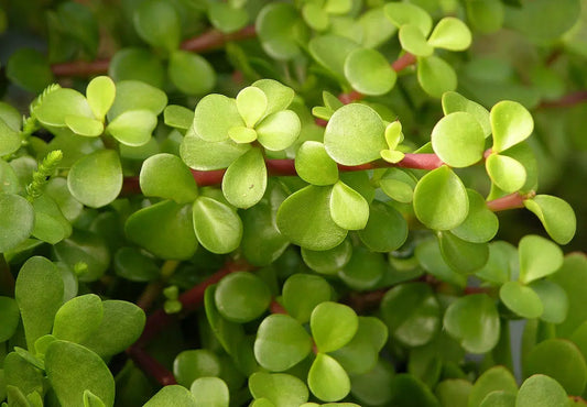 Portulacaria afra ‘Aurea’