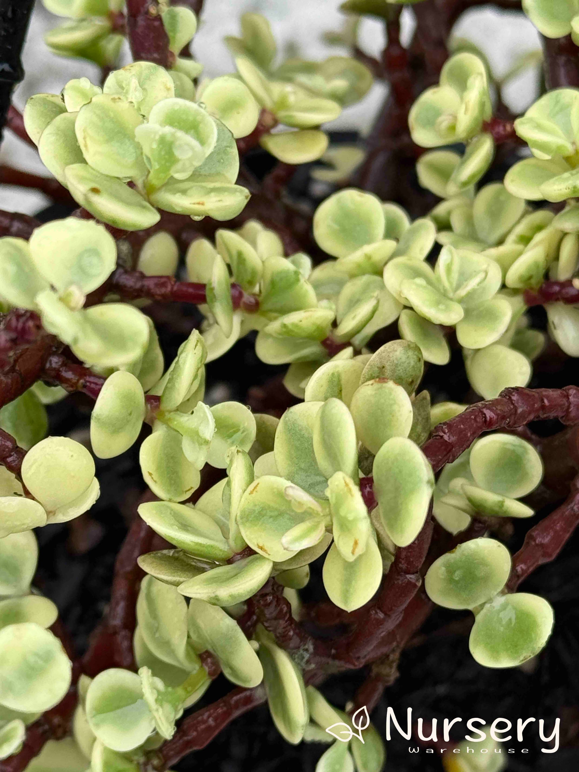 portulacaria afra basket Portulacaria Afra Variegata – Stunning Hanging Basket Succulent