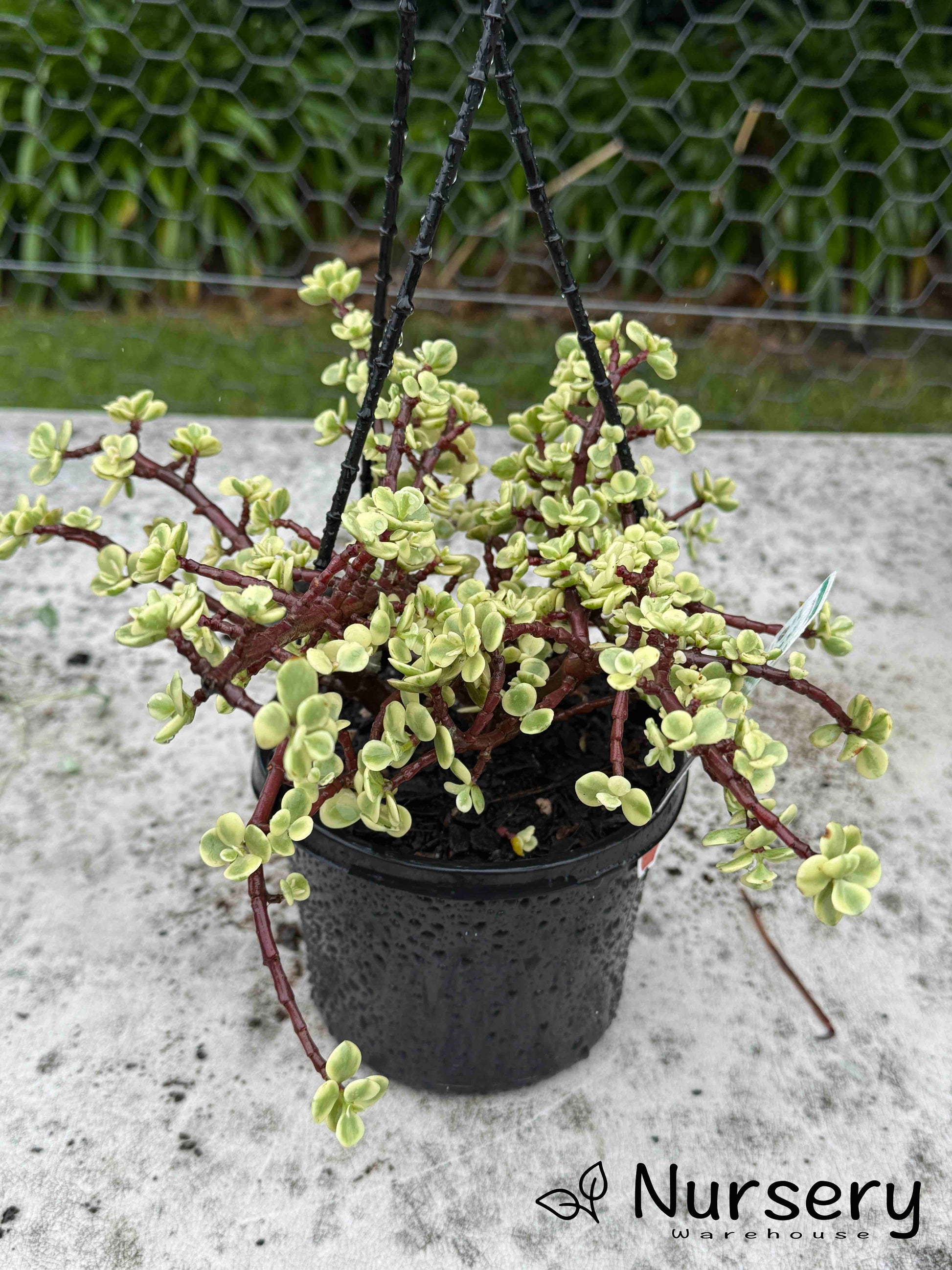 portulacaria afra variegata plant Portulacaria Afra Variegata – Stunning Hanging Basket Succulent