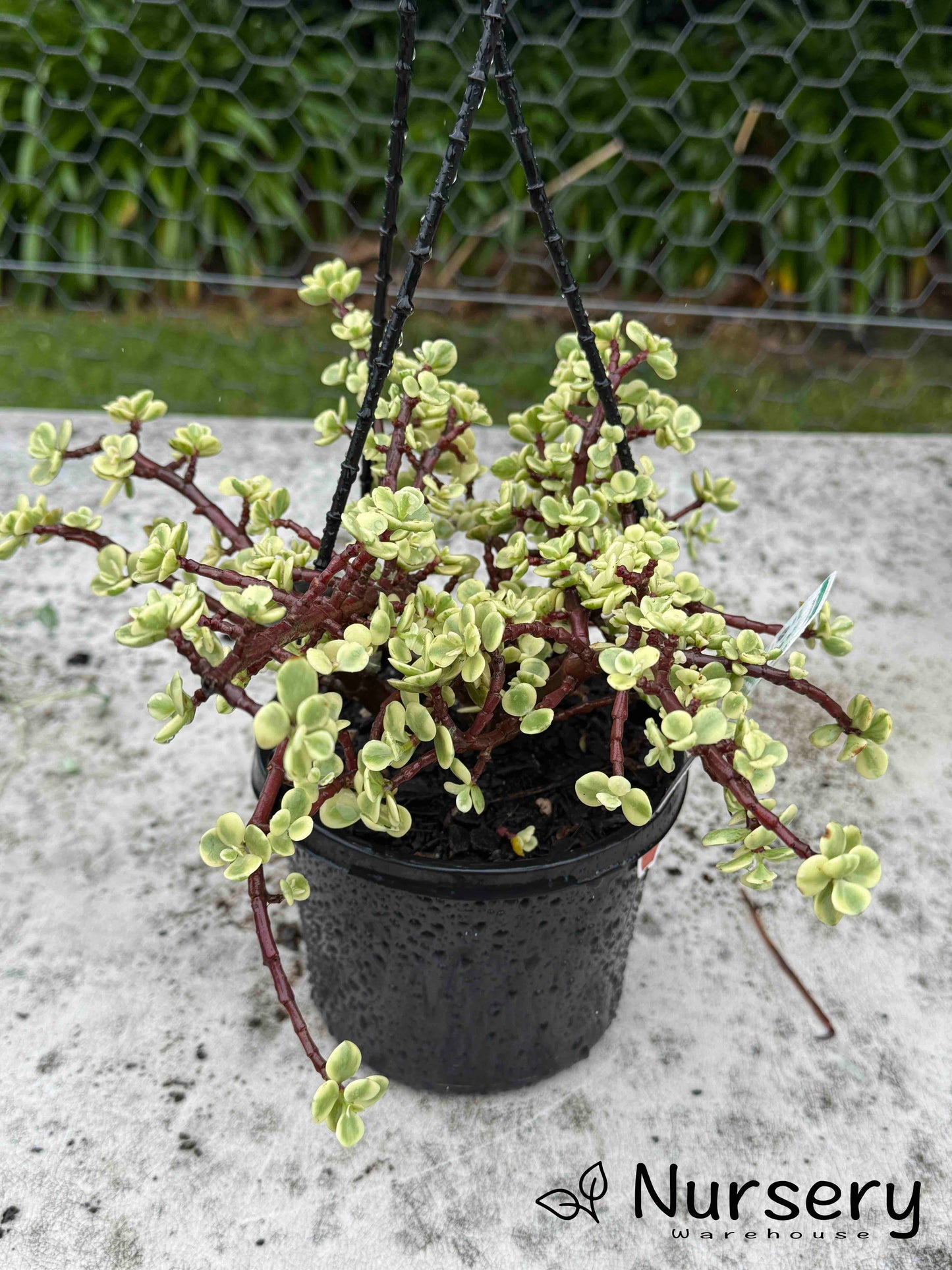 Portulacaria afra variegata (Variegated Elephant Bush)