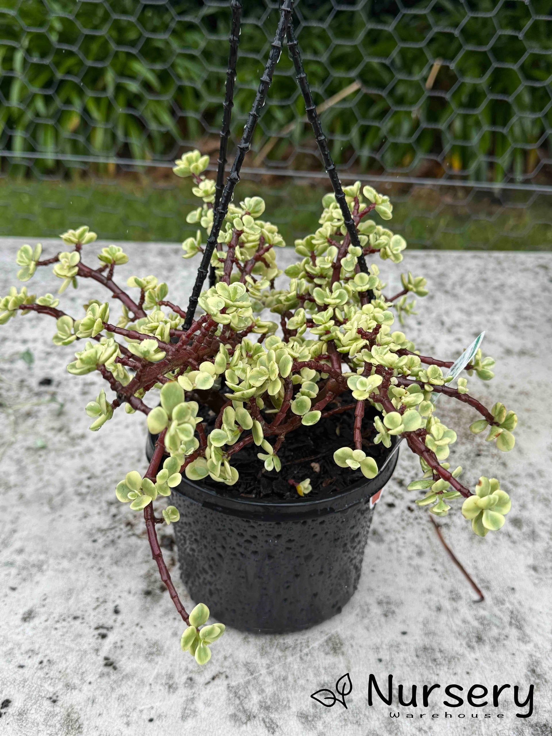 portulacaria afra variegata Portulacaria Afra Variegata – Stunning Hanging Basket Succulent