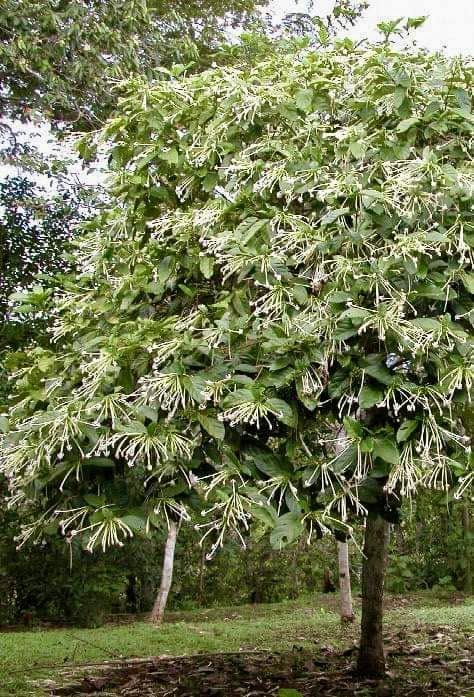 Posoqueria Longiflora (Needle Flower Tree)