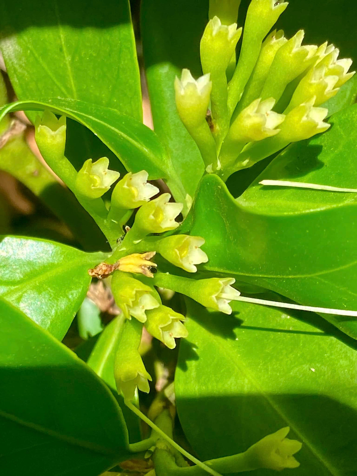 Posoqueria Longiflora (Needle Flower Tree)