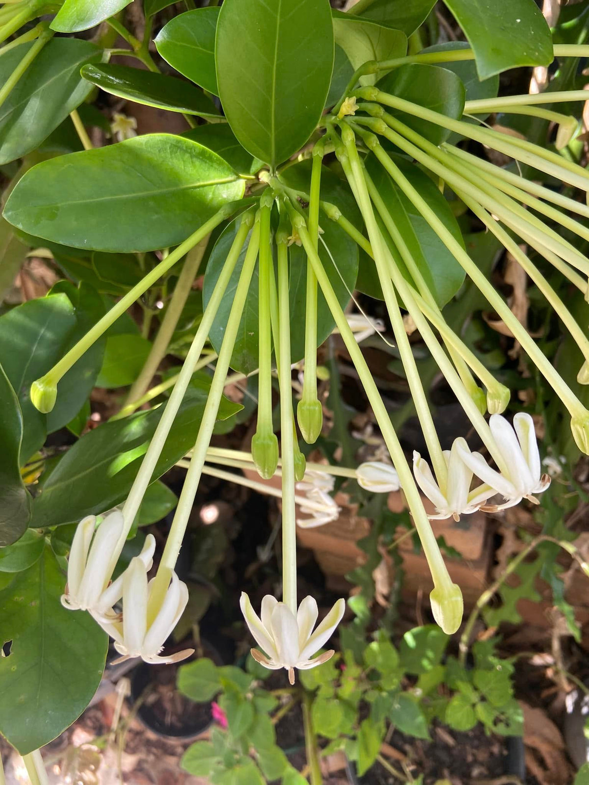 Posoqueria Longiflora (Needle Flower Tree)
