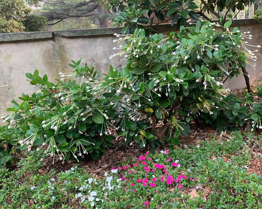Posoqueria Longiflora (Posoqueria)