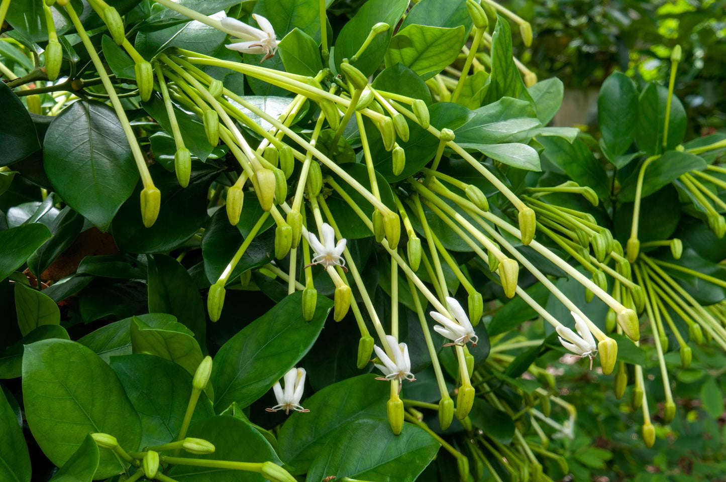 Posoqueria Longiflora (Posoqueria)