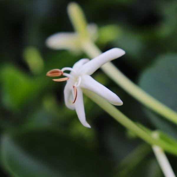 Posoqueria Longiflora (Posoqueria)
